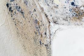 Environmental Consulting for Mold Prevention in Squaw Valley, CA